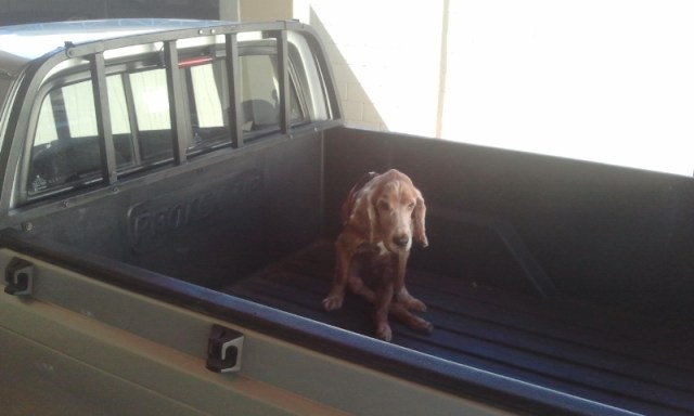 Bidu e seu carro preferido!!!!